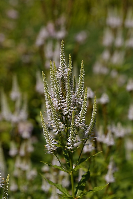 Jardin des Impressionnistes-083